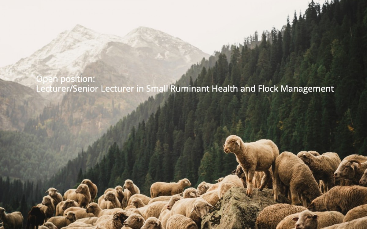 Open position – Lecturer/Senior Lecturer in Small Ruminant Health and Flock Management