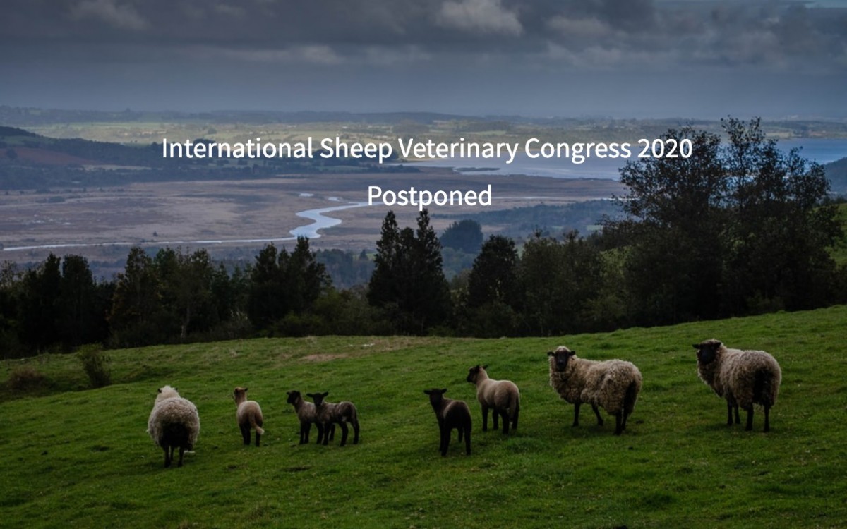 International Sheep Veterinary Congress Postponed